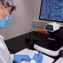 Video: A Mouse Model to Investigate the Role of Cancer-Associated Fibroblasts in Tumor Growth