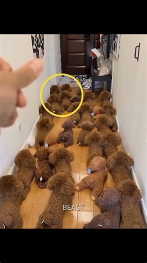 This dog often disguises himself as a doll when asked to eat‼️❤#informative