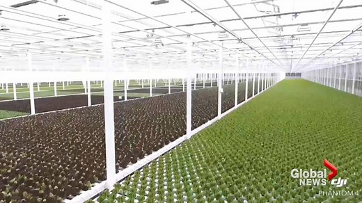 Southern Alberta greenhouse becomes sole lettuce supplier for Wendy’s Canada