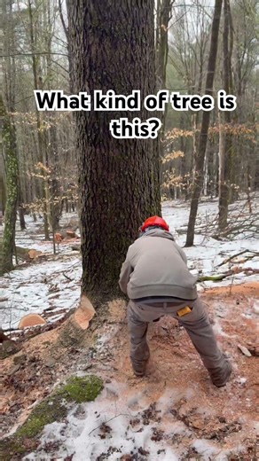 Big trees on this job #logging #timber #foryou