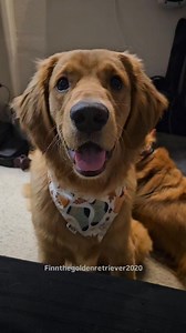 190K views · 27K reactions | Meet Huck, Finn, and Willow's mischievous little brother! He's a wild ride, but we can't get enough! Follow us for more thrilling moments with Huck and his siblings! #dogsofinstagram #dogs #dogoftheday #dogmodel #goldenretriever #goldenretrieversofinstagram #goldenretrieverlovers #goldenoftheday #follow #dogtrends #gloriousgoldens #dogloversunite #dogloversclub | Finn the Golden Retriever 2020 | Facebook