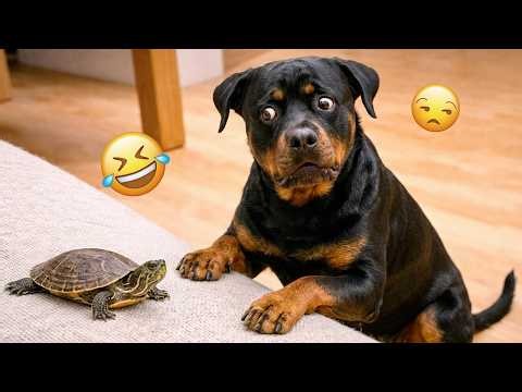 Try Not To Laugh 😂 Best Funny Dog Videos Compilation 2026 #13