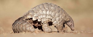 Pangolin Symbolism