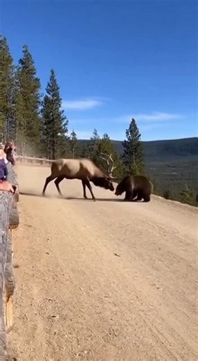 Elk vs. Bear Showdown Ends With Bear Pushed Off Cliff Jackson Hole, Wyoming — November 28, 2025 Hikers witnessed a jaw-dropping wildlife clash Thursday morning when a massive bull elk fought off a charging black bear and ultimately pushed the predator off a rocky cliff in Grand Teton National Park. According to park officials, a group of three hikers spotted the bear approaching a small herd of elk grazing along a ridge. The bull — estimated at over 700 pounds with a full, towering rack — immedi