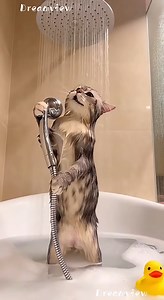 384K views · 4.8K reactions | I Can’t Believe How Perfectly This Cat Sings   100% AI video for fun & laughs! Every scene is digitally created — no real animals, babies, or people.  Enjoy and share!  No reuploads. #AIreel #AIfunny #AIanimals #AIfun #CreativeAI #AIvideo #AImagic | Dreamview Productions | Facebook