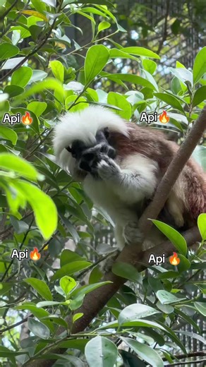 Explore the Excitement of Api Streaks at VinWonders