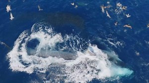 Unbelievable Killer Whale Hunting Techniques Captured in San Diego