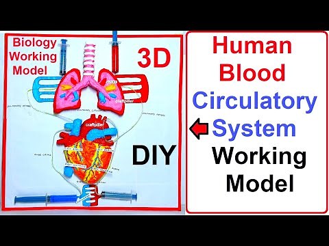 human blood circulatory system working model(3D) science project for exhibition - diy - craftpiller