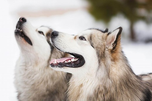 15 Best Outdoor Dog Breeds For Your Next Adventure