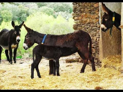 Free donkey sounds, free sound effects 3 2