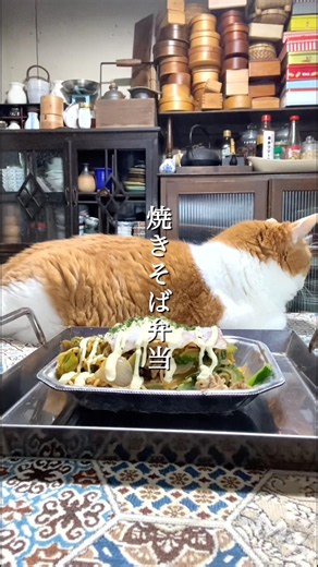 焼きそば弁当#お弁当詰め方動画 #猫とお弁当