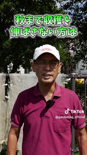 秋冬野菜栽培: トマト後作のおすすめ野菜