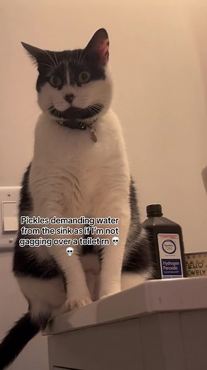 Hate this mf fr #pickles #pickles #pickles #pickles #pickles #pickles #pickles #pickles #pickles #pickles #pickles #pickles #pickles #pickles #pickles #pickles #catsoftiktok #catsoftiktok #cat #cat #catmemes #genshinimpact33 #fypシ #creepycat #cats