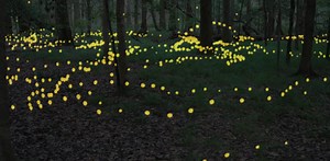 Synchrony with chaos – blinking lights of a firefly swarm embody in nature what mathematics predicted