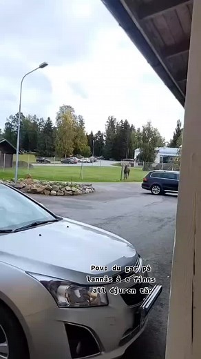 Moose Jumping Over Fence in Suburban Area