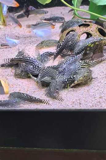 Hillstream Loach back in stock Guys ! | 360 Aquatic