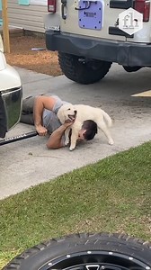 118K views · 504 reactions | The puppy clearly had enough of all work and no play! #puppy #cars #cute #fbreels | Family Handyman | Facebook