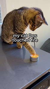 my cat Dos touched fire 😬 #cat #tabbycat #funnycat #catlife #catperson #funny #curiouscat #kitten | One eared uno