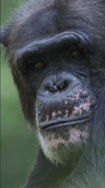 Cannibalism - The Terrifying Truth About Chimpanzees #chimpanzee #darkside #wildlife #wildanimals
