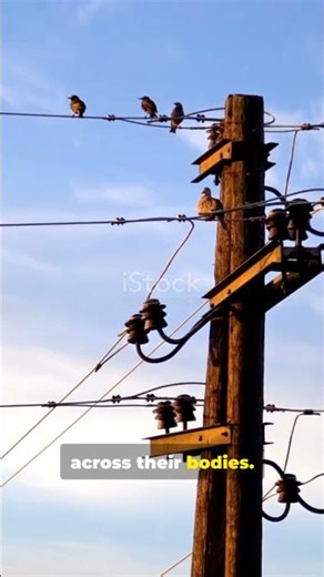 This Is Why Birds Won't Get Electrocuted