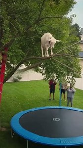Funny Animal Rescue Story That Will Make You Laugh 😂🐾#funnyanimals