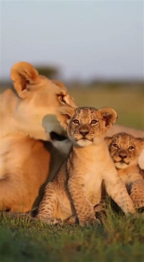 A Sudden Squeak, A Mother’s Hug 🦁🐾 #lioncub #lioness #wildlife #animalmoments #bigcats #cublearning