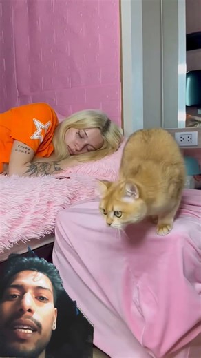 using laptop cat 🤣🤣🤣 #funny #viral #comedy #tranding #shortvideo