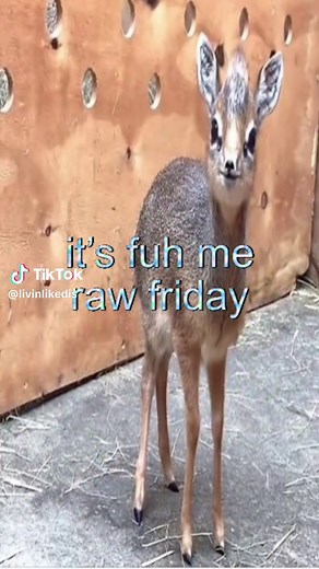 Celebrate Kirk Dik Dik Friday with Heartfelt Quotes