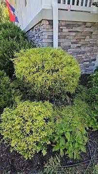 Golden Mop Cypress & Boxwoods get a trim! #yardwork #flowerbeds #letsgo #gooutside #trimwork