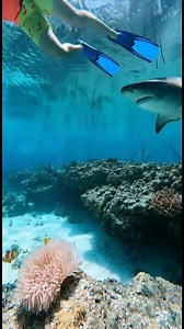 🦈 Shocking! Ultimate Shark Attacks Hidden Snorkeler NOW! #SharkAttack #Ultimate #Shocking #HiddenWitness this truly unbelievable and terrifying close call in tropical waters! A snorkeler floats above a coral reef, clearly focused on collecting something in a net. The clear water and serene setting hide an ultimate, terrifying danger. The shocking element is lurking just beneath the snorkeler: a massive shark, likely a Lemon or Bull Shark, glides menacingly underneath. The tension is excruciatin