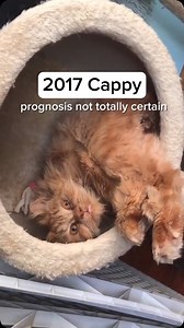 115K views · 3.3K reactions | teeny cappy, about one year old, 7...