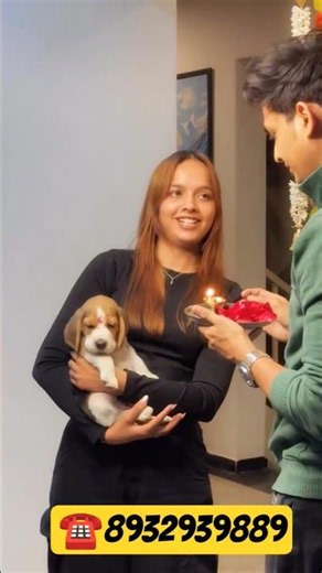 Adorable Beagle Puppy New Home Journey 🐶💕‪@Royal_pat‬#beagle#puppy#gorakhpur#shorts#bihar#delhi#up
