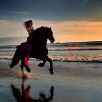 Beautiful Galloping Horses
