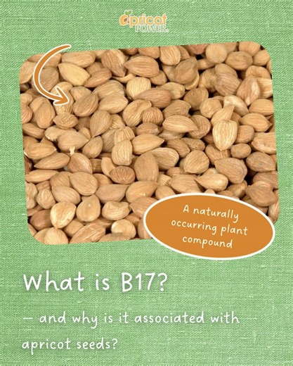 Understanding Amygdalin in Apricot Seeds 🌱 Amygdalin, sometimes referred to as B17, is a naturally occurring compound found in apricot seeds. It belongs to a broader group of plant compounds called cyanogenic glycosides — substances that appear in over 2,000 plant species worldwide.These compounds are also found in everyday foods such as almonds, flax seeds, barley, millet, and the seeds of apples, cherries, and pears. For centuries, these foods have been part of the human diet. In apricot seed