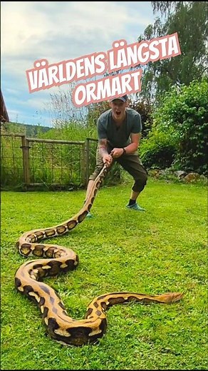Världens längsta ormart #Nätpyton #orm #snake #reticulatedpython # #reptile #reptil #nature #animal