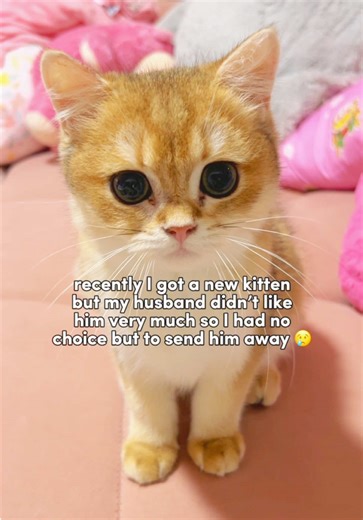 Emotional Goodbye with Cute Cats and Kittens