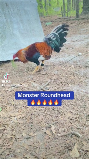 Monster Cowan Roundhead 🔥🔥 | Kenzie Gamefowl Farm