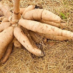 The Top 10 Companion Plants for Banana Plants