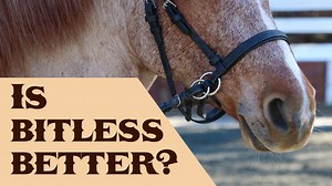 I have a dislike for the term "bitless". Saying "bitless" gives the inference that riding without a bit is better, or more ethical. Many, many years ago, my wife used to be into "fat-free" food, and it took her a long time to figure out that "fat-free" can actually mean chemical shitstorm. I think the term "bitless" is similar. If you are a heavy-handed rider in a bit, you will be a heavy-handed rider without one. Both bits and head equipment without bits use some sort of pressure to communicate