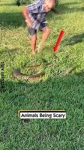 5.2M views · 10K reactions | Animals Being Scary | McClure Kids | Facebook