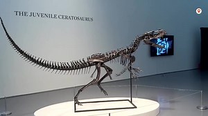 184K views · 3.4K reactions | A rare young Ceratosaurus fossil was sold for $30.5 million at a Sotheby’s, making it the third-most expensive dinosaur skeleton ever auctioned | Reuters | Facebook