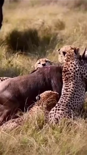 3.4K views · 2.2K reactions | With African Passion Adventures, every...