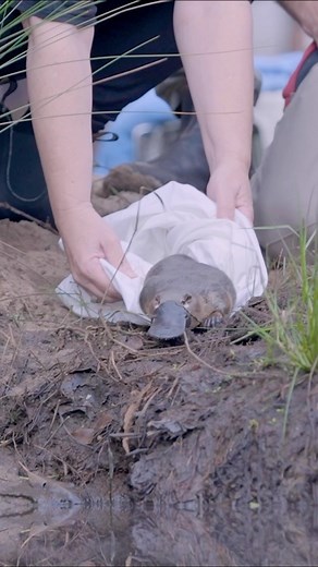 UNSW on Instagram: "Platypuses will paddle through the Royal National Park for the first time in 50 years thanks to conservation efforts by scientists from UNSW’s @platypus_ci, @tarongazoo,@wwf_australia and @nswnationalparks "