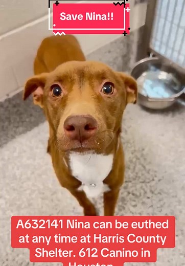 Who can foster or adopt Nina?! #justiceforcinco #fyp #rescuedogarmystrong #rescuedogarmy❤️ #rescuedogarmy #houstondog #houstonwehaveaproblem #fosteringsaveslives #thisistexas #thisishouston #houston #ASMT #shelterdogs #houstonshelter #texas #houstonwegotaproblem #fosteringsaves #fosteringsaveslives❤️ #fosteringsavesdogs #houstondogs