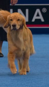 An icon, a legend, and is the moment... it's the Golden Retriever! 💛 Watch The National Dog Show presented by Purina on NBC & Peacock. | NBC