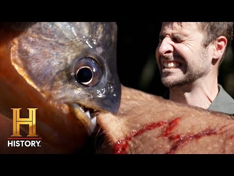 Kings of Pain: 3 CRAZY PAINFUL SEA CREATURE BITES! | History