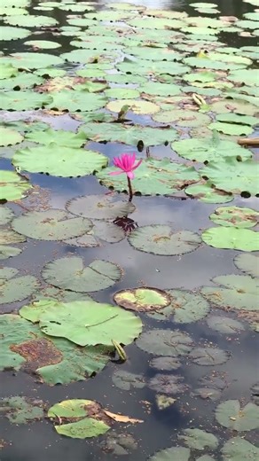 Water lily #nature #lake #waterlily #waterlillies #waterlilycare #flowers #naturephotography