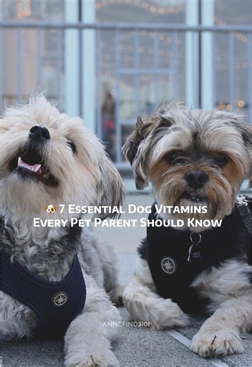 Essential Dog Vitamins for Optimal Health