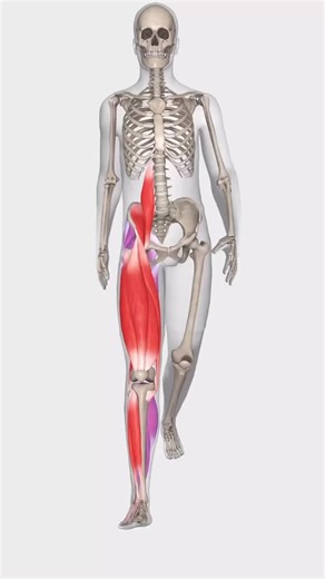 During walking, various muscles in the lower limb work together to support movement through the stance and swing phases. In the stance phase, which involves weight-bearing, several key muscles play a role. At heel strike, the tibialis anterior dorsiflexes the foot to prevent it from slapping against the ground, while the quadriceps, including the vastus group and rectus femoris, help extend the knee for stability. The gluteus maximus stabilises the hip and prevents excessive flexion. As the body