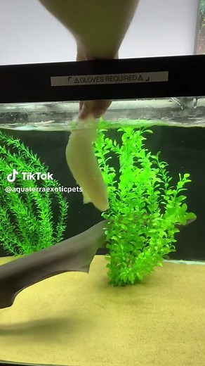 Do Electric Eels Make Noise? Exploring the Truth Behind Eel Sounds